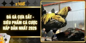 Đá Gà Cựa Sắt - Siêu Phẩm Cá Cược Hấp Dẫn Nhất 2026