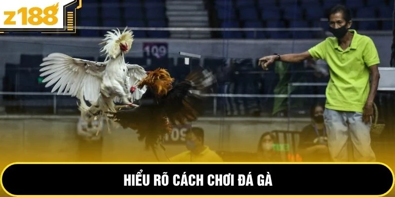 Hiểu rõ cách chơi đá gà 