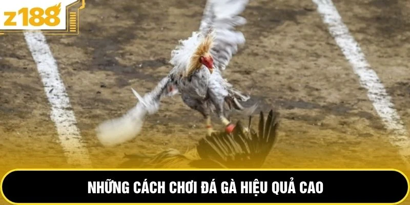 Những cách chơi đá gà hiệu quả cao 