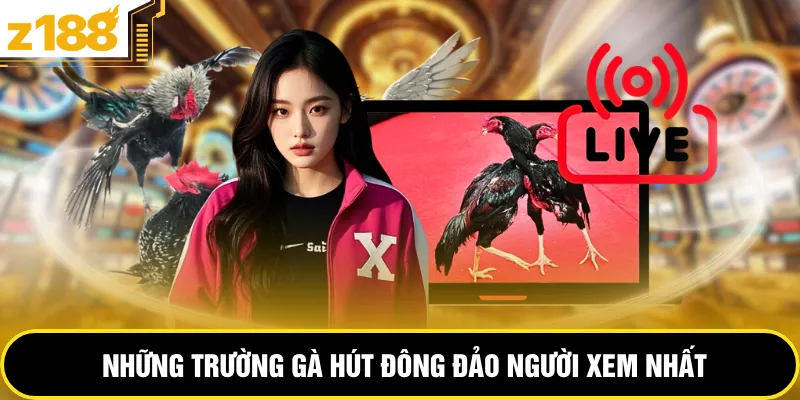 Những trường gà hút đông đảo người xem nhất